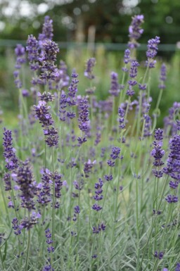 Lavande à feuilles étroites Lavandula angustifolia 'Hidcote' 5-10 Pot 9x9 cm (P9)