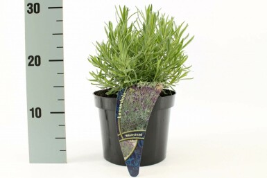 Lavande à feuilles étroites Lavandula angustifolia 'Munstead' 10-15 Pot 2 l (C2) Lavandula angustifolia 'Munstead'