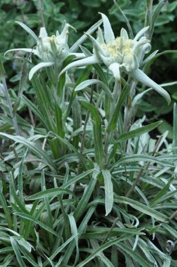 Édelweiss des Alpes Leontopodium alpinum 5-10 Pot 9x9 cm (P9) Leontopodium alpinum
