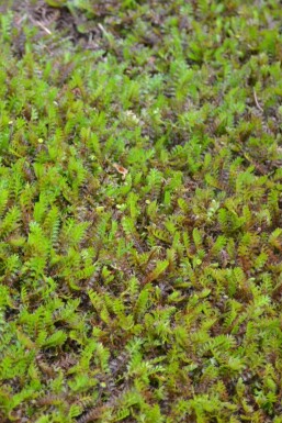 Léptinelle rugueuse Leptinella squalida 5-10 Pot 9x9 cm (P9) Leptinella squalida