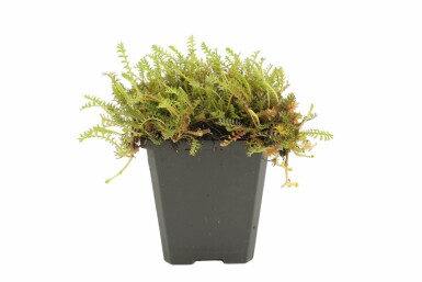 Léptinelle rugueuse Leptinella squalida 5-10 Pot 9x9 cm (P9) Leptinella squalida