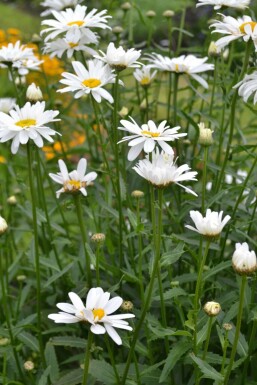 Marguerite élevée Leucanthemum maximum 'Alaska' 5-10 Pot 9x9 cm (P9)