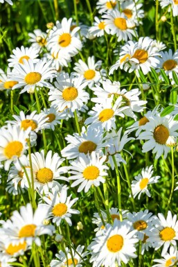 Marguerite superbe Leucanthemum × superbum 'Silberprinzesschen' 5-10 Pot 9x9 cm (P9)