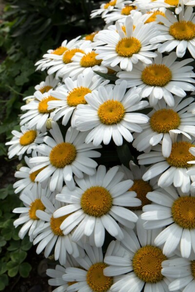 Marguerite superbe Leucanthemum × superbum 'Snow Lady' 5-10 Pot 9x9 cm (P9) Leucanthemum × superbum 'Snow Lady'