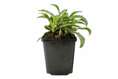 Marguerite superbe Leucanthemum × superbum 'Snow Lady' 5-10 Pot 9x9 cm (P9)
