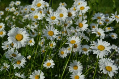 Marguerite commune Leucanthemum vulgare 'Maikonigin' 5-10 Pot 9x9 cm (P9) Leucanthemum vulgare 'Maikonigin'