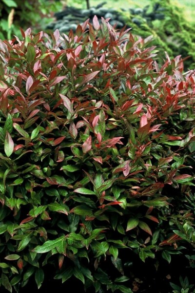 Leucothoe Leucothoe 'Zeblid' Arbuste 40-50 Pot 10 l (C10) Leucothoe 'Zeblid' arbuste 40-50 cm
