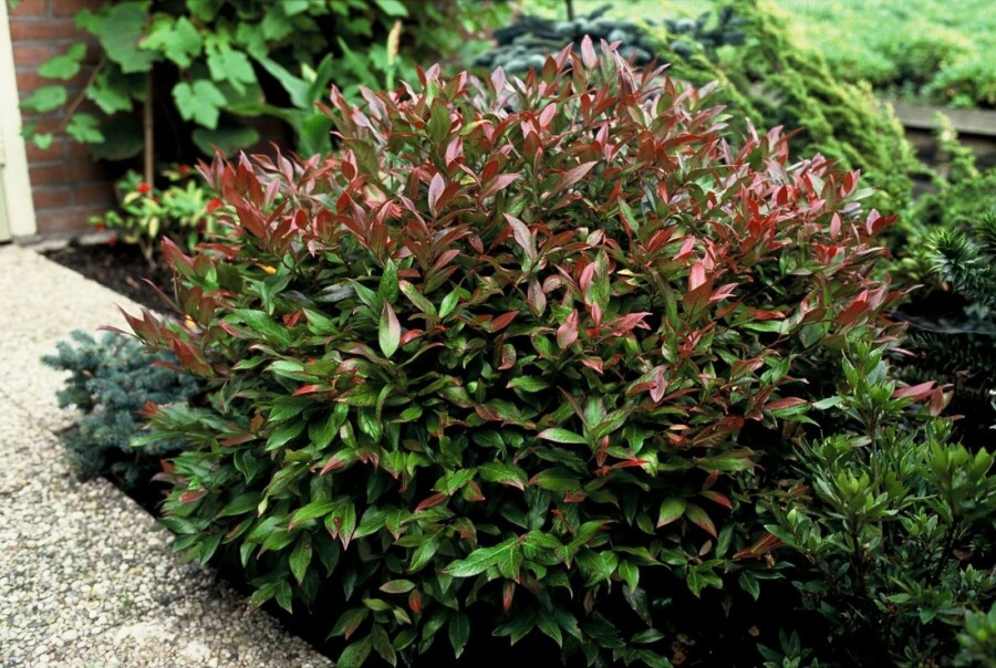 Leucothoe Leucothoe 'Zeblid' Arbuste 40-50 Pot 10 l (C10) Leucothoe 'Zeblid' arbuste 40-50 cm