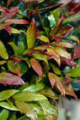 Leucothoe 'Zeblid' C12 40-60