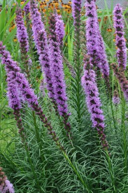 Liatris en épi Liatris spicata 'Floristan Violet' 5-10 Pot 9x9 cm (P9)