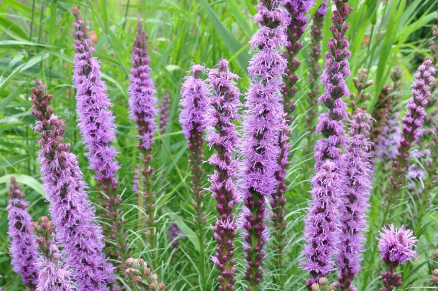 Liatris en épi Liatris spicata 'Floristan Violet' 5-10 Pot 9x9 cm (P9) Liatris spicata 'Floristan Violet'