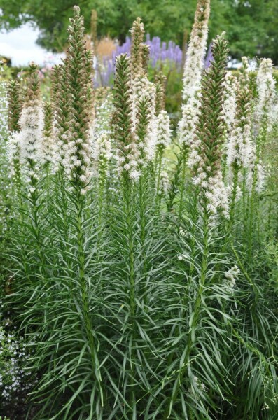 Liatris en épi Liatris spicata 'Floristan Weiss' 5-10 Pot 9x9 cm (P9) Liatris spicata 'Floristan Weiss'