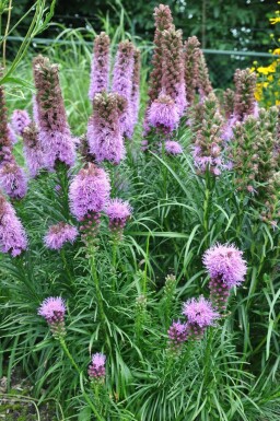 Liatris en épi Liatris spicata 'Kobold' 5-10 Pot 9x9 cm (P9) Liatris spicata 'Kobold'