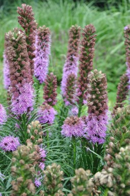 Liatris en épi Liatris spicata 'Kobold' 5-10 Pot 9x9 cm (P9) Liatris spicata 'Kobold'