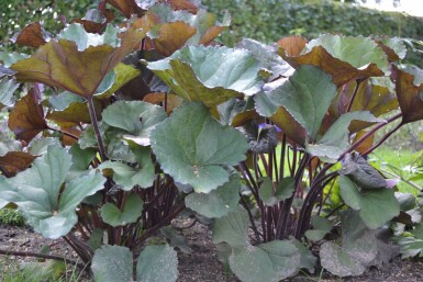 Ligulaire dentée Ligularia dentata 'Othello' 5-10 Pot 9x9 cm (P9) Ligularia dentata 'Othello'