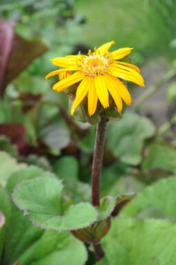 Ligulaire dentée Ligularia dentata 'Othello' 5-10 Pot 9x9 cm (P9) Ligularia dentata 'Othello'