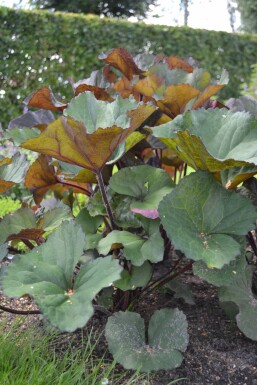 Ligulaire dentée Ligularia dentata 'Othello' 5-10 Pot 9x9 cm (P9) Ligularia dentata 'Othello'