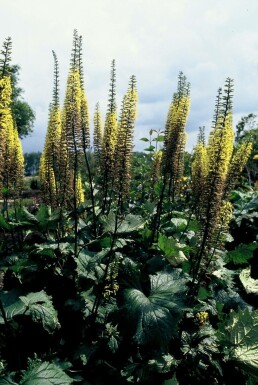 Ligulaire de Chine Ligularia przewalskii 5-10 Pot 9x9 cm (P9) Ligularia przewalskii