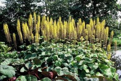 Ligulaire de Chine Ligularia przewalskii 5-10 Pot 9x9 cm (P9) Ligularia przewalskii