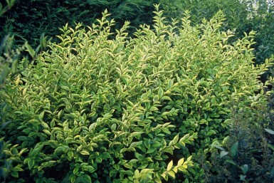 Troène à feuilles ovales Ligustrum ovalifolium 'Aureum' Arbuste 30-40 Pot 2 l (C2)