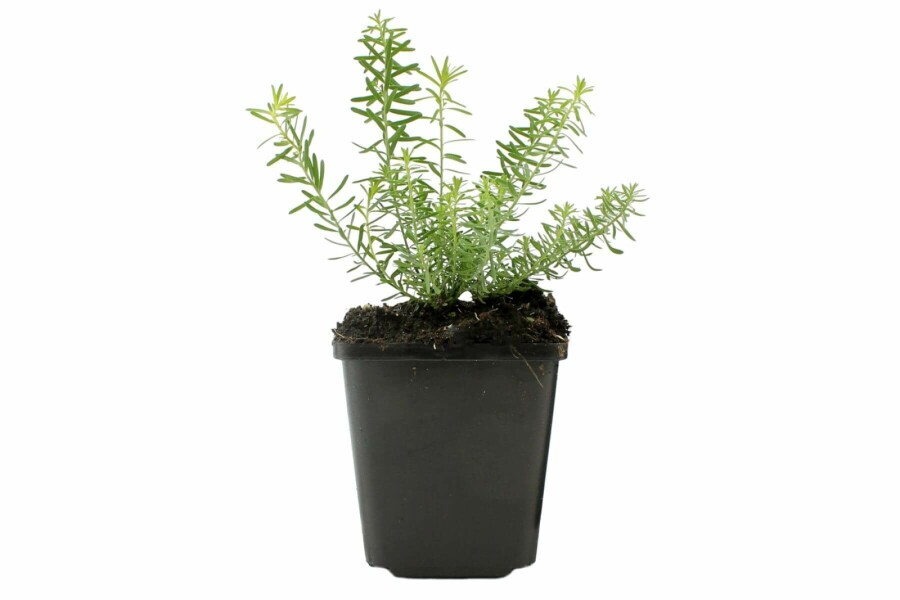 Linum pérenne Linum perenne 'Album' 5-10 Pot 9x9 cm (P9) Linum perenne 'Album'