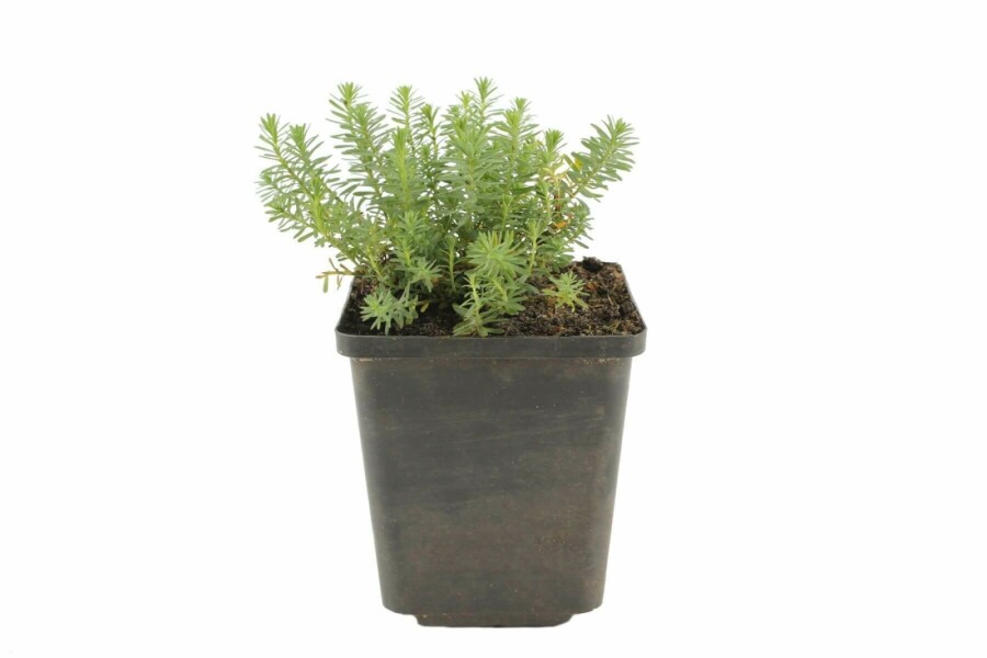 Linum pérenne Linum perenne 'Saphir' 5-10 Pot 9x9 cm (P9) Linum perenne 'Saphir'