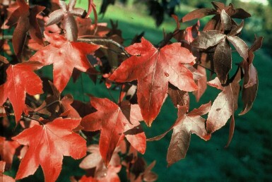 Copalme d'Amérique Liquidambar styraciflua 'Worplesdon' Arbuste 60-80 Pot 3 l (C3)