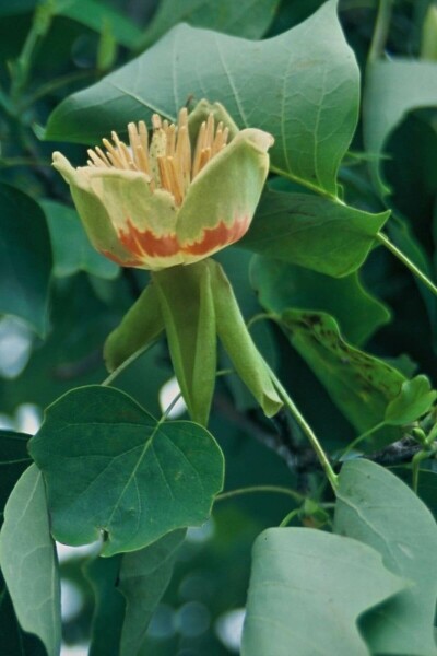 Tulipier de Virginie Liriodendron tulipifera Arbuste 30-40 Pot 5 l (C5) Liriodendron tulipifera arbuste 30-40 cm