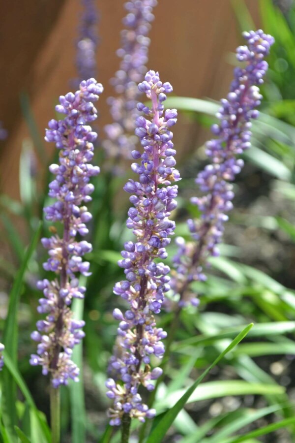 Liriope muscari Liriope muscari 'Moneymaker' 10-15 Pot 2 l (C2) Liriope muscari 'Moneymaker'