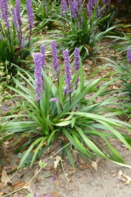Liriope muscari Liriope muscari 'Moneymaker' 10-15 Pot 2 l (C2) Liriope muscari 'Moneymaker'