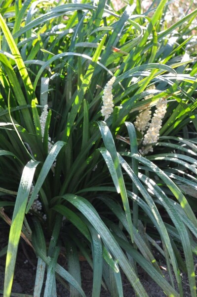 Liriope muscari Liriope muscari 'Monroe White' 10-15 Pot 2 l (C2) Liriope muscari 'Monroe White'