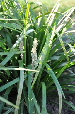 Liriope muscari Liriope muscari 'Monroe White' 10-15 Pot 2 l (C2) Liriope muscari 'Monroe White'
