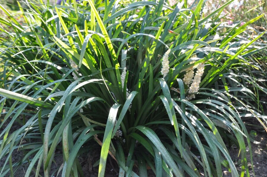 Liriope muscari Liriope muscari 'Monroe White' 5-10 Pot 9x9 cm (P9) Liriope muscari 'Monroe White'