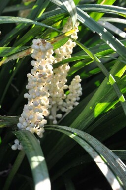 Liriope muscari Liriope muscari 'Monroe White' 5-10 Pot 9x9 cm (P9) Liriope muscari 'Monroe White'