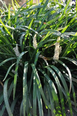 Liriope muscari Liriope muscari 'Monroe White' 5-10 Pot 9x9 cm (P9) Liriope muscari 'Monroe White'
