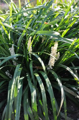 Liriope muscari Liriope muscari 'Monroe White' 5-10 Pot 9x9 cm (P9) Liriope muscari 'Monroe White'