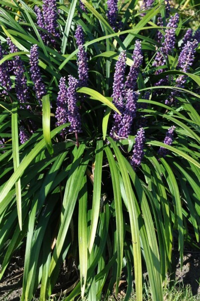Liriope muscari Liriope muscari 'Royal Purple' 10-15 Pot 2 l (C2) Liriope muscari 'Royal Purple'