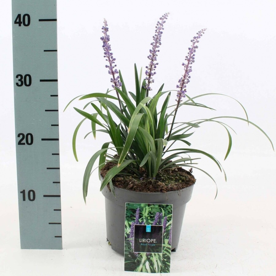 Liriope muscari Liriope muscari 'Royal Purple' 10-15 Pot 2 l (C2) Liriope muscari 'Royal Purple'