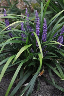 Liriope muscari Liriope muscari 'Royal Purple' 10-15 Pot 2 l (C2) Liriope muscari 'Royal Purple'