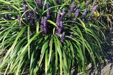 Liriope muscari Liriope muscari 'Royal Purple' 5-10 Pot 9x9 cm (P9) Liriope muscari 'Royal Purple'