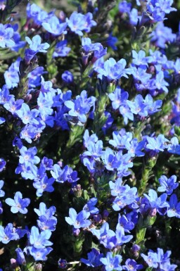 Glandore prostrée Lithodora diffusa 'Heavenly Blue' 5-10 Pot 9x9 cm (P9)