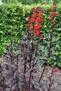 Lobelia fulgens 'Queen Victoria'