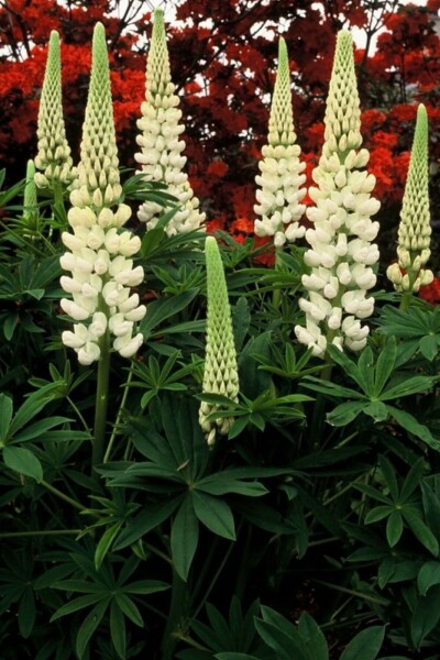 Lupin Lupinus 'Noble Maiden' 5-10 Pot 9x9 cm (P9) Lupinus 'Noble Maiden'