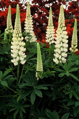 Lupinus 'Noble Maiden'