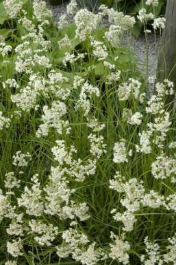 Luzule Blanche Luzula nivea 5-10 Pot 9x9 cm (P9) Luzula nivea