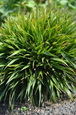 Luzule poilue Luzula pilosa 'Igel' 5-10 Pot 9x9 cm (P9) Luzula pilosa 'Igel'