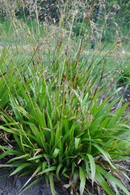 Luzule des forêts Luzula sylvatica 5-10 Pot 9x9 cm (P9) Luzula sylvatica