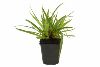 Luzule des forêts Luzula sylvatica 5-10 Pot 9x9 cm (P9) Luzula sylvatica