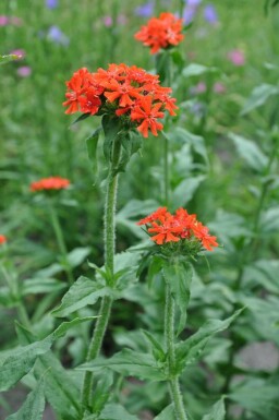 Lychnide de Chalcédoine Lychnis chalcedonica 5-10 Pot 9x9 cm (P9) Lychnis chalcedonica