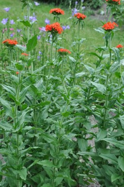 Lychnide de Chalcédoine Lychnis chalcedonica 5-10 Pot 9x9 cm (P9)